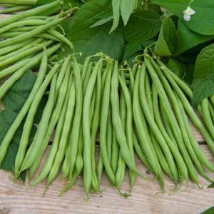 Haricot Nain Vert Cupidon - 20 m - BIO